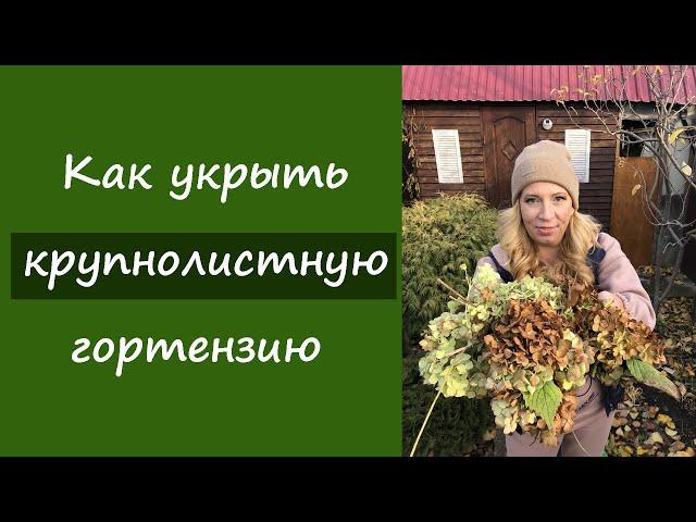 Как укрыть крупнолистную гортензию