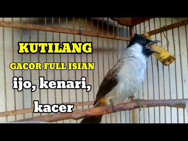 suara burung KUTILANG GACOR FULL ISIAN , kacer, kenari, ijo ampuh buat masteran