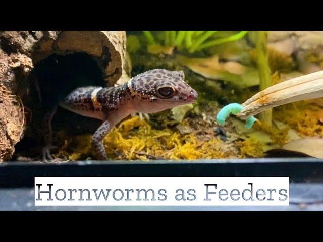 Hornworms as Feeder Insects