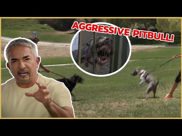 I meet an Aggressive Pitbull | Cesar 911