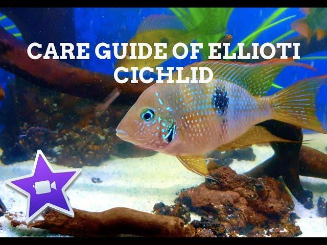 New World Cichlids | Ellioti fish | Complete Care and Guide