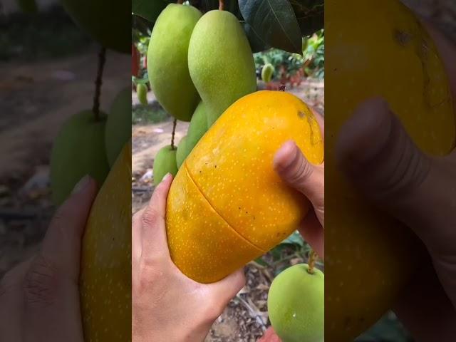 How To Cut | Fresh Fruit Cutting In My Farm