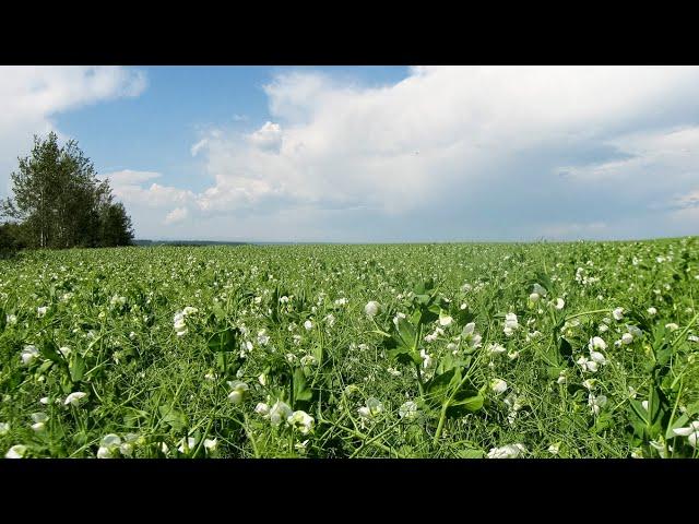 CDC Horizon Forage Pea Variety