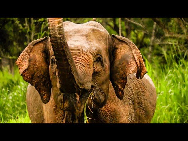 Wildlife At The Great Elephant Project | The Great Projects