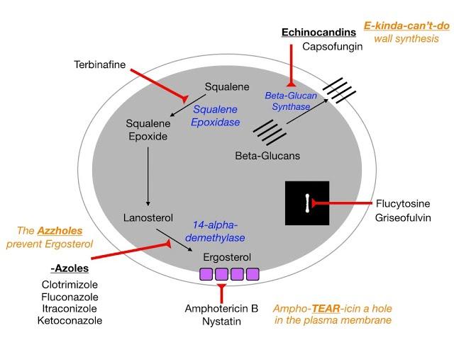 Antifungals