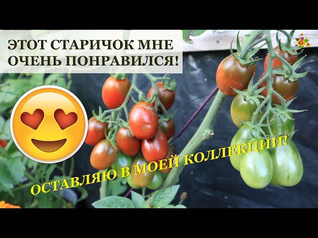 Де Барао черный - не могла поверить, что старый сорт настолько хорошо!