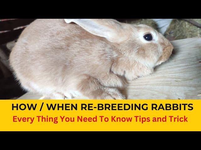 Rabbit Farming: Rebreeding rabbits after kindling | When to rebreed rabbits | Rebreeding the Doe