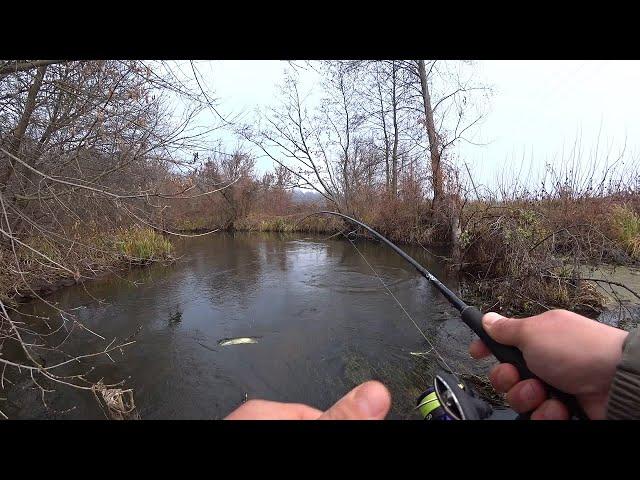 Went for pike fishing and didn't regret it. Spinning in November.