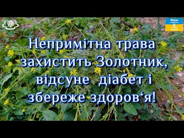 Непримітна трава захистить Золотник, відсуне  діабет і збереже здоров‘я!