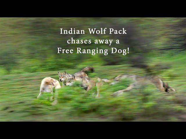 Indian Wolf pack chases away a Free Ranging Dog!