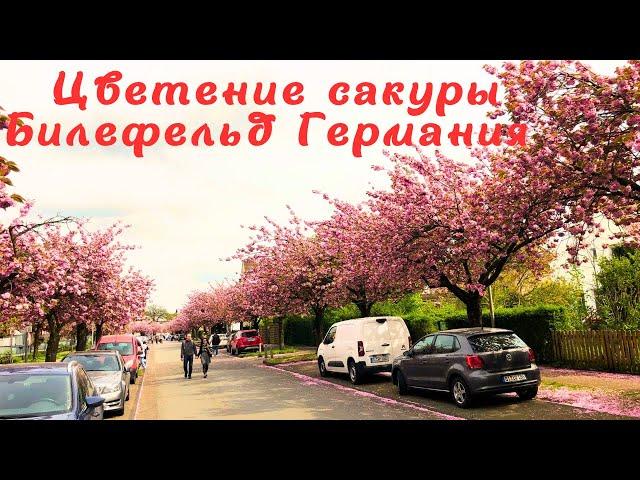 Цветение сакуры на немецкой улице,  Билефельд.