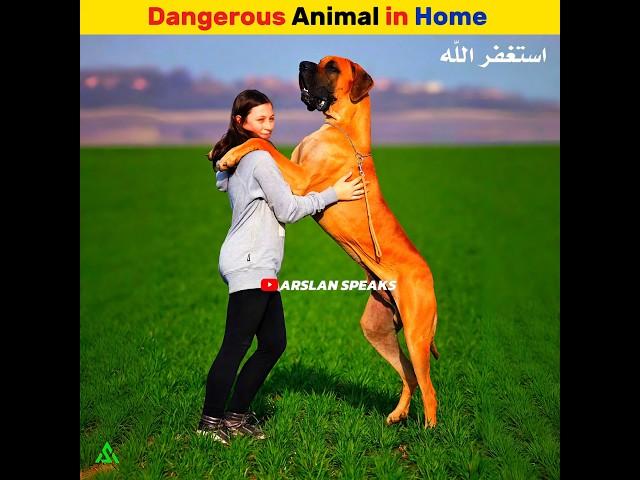 Dangerous Animals in Home | Arslan Speaks #shortsfeed #viral #facts #animals