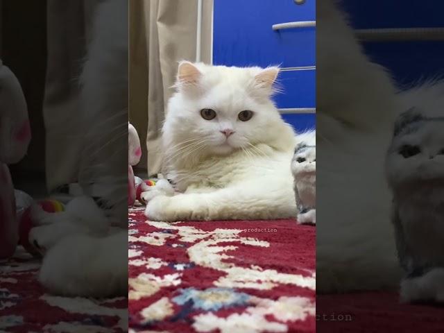 Cat eye |shashi production| cute & funny cats video compilation 2022