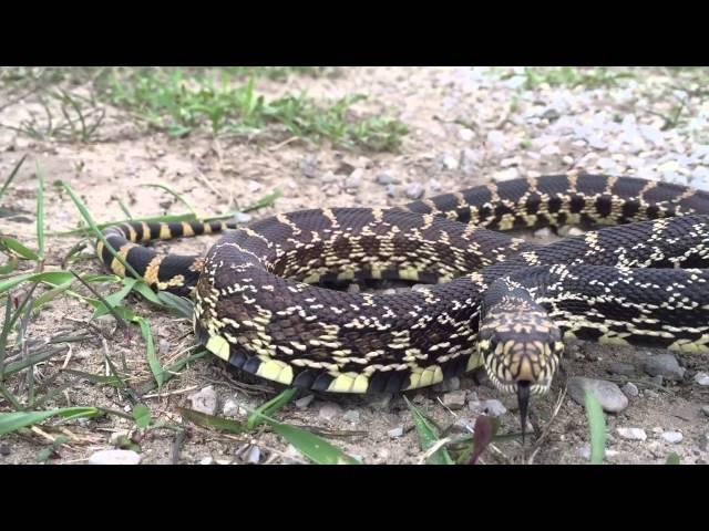 Bullsnake Defensive Behavior