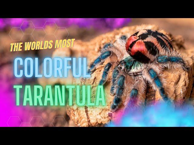 Discover the Brazilian Jewel tarantula!