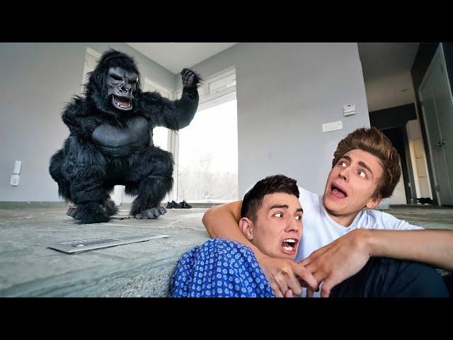 We were attacked by A MAD GORILLA !