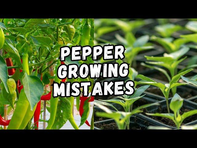 Avoid these mistakes when sowing chilli peppers