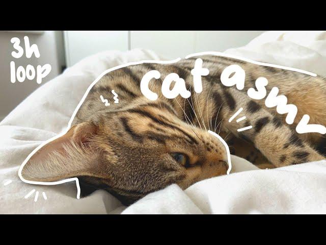 ASMR Cat Grooming and Purring Sounds (3h loop)