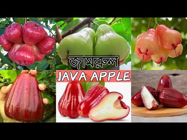 জামরুলের সেরা ৯টি জাত রেজ্জাক নার্সারিতে | Java Apple | Gardening Bangladesh