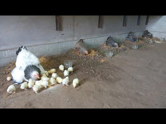 Hatching chickens from eggs naturally using five mother hens