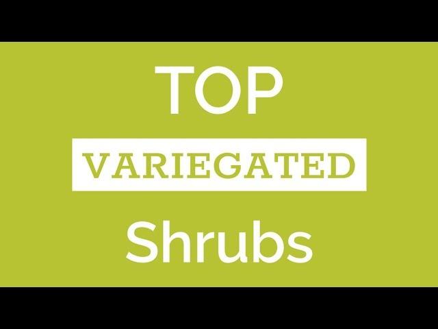 Top Variegated Shrubs