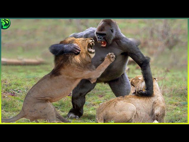 17 Most Merciless Battles Between Wild Animals