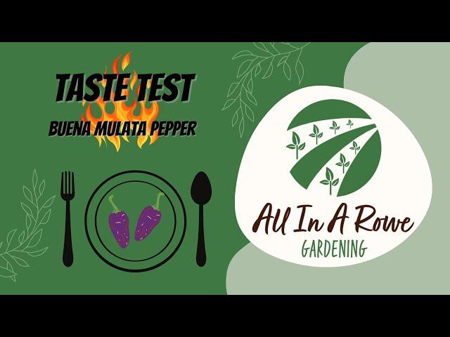 Buena Mulata Hot Pepper Taste Test