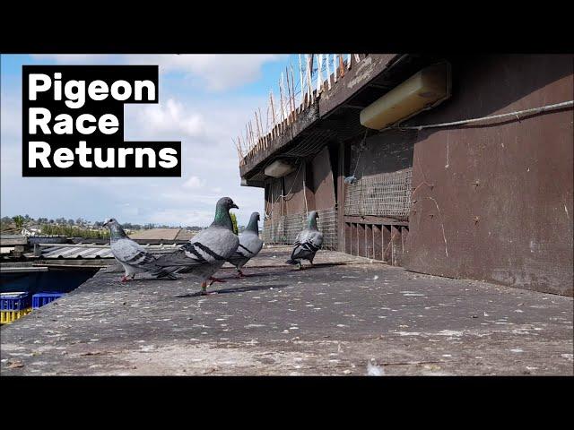 Race returns and worming the pigeons!