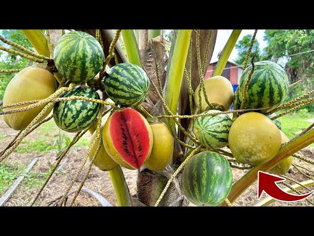 The secret to breeding coconuts with watermelon is 100% successful using Coca-Cola