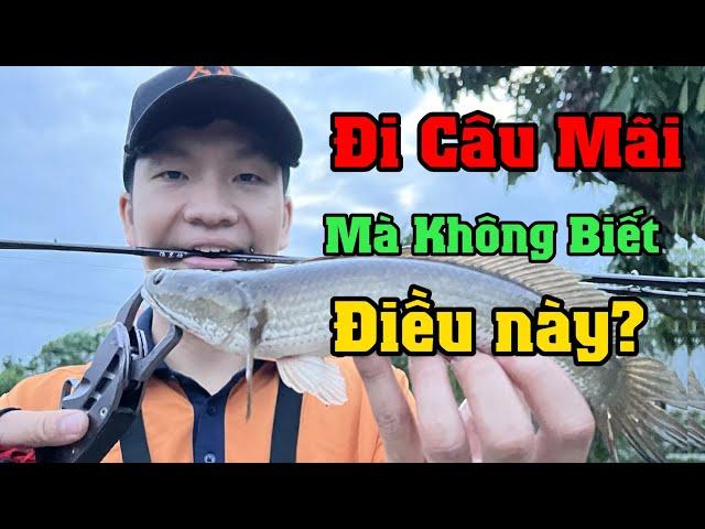 đi câu mãi mà không biết điều này am thanh