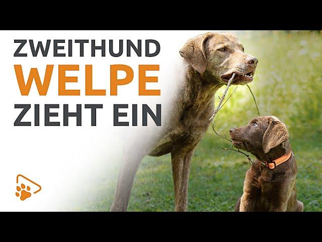 Wie sich Ersthund und Welpe stressfrei kennen lernen | Ein Welpe zieht ein | wedog