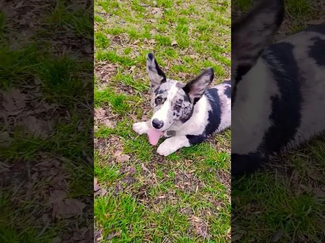 Kodi the Cardigan Welsh Corgi #dog #best #pets #animals #funny #beautiful #amazing #viral #shorts