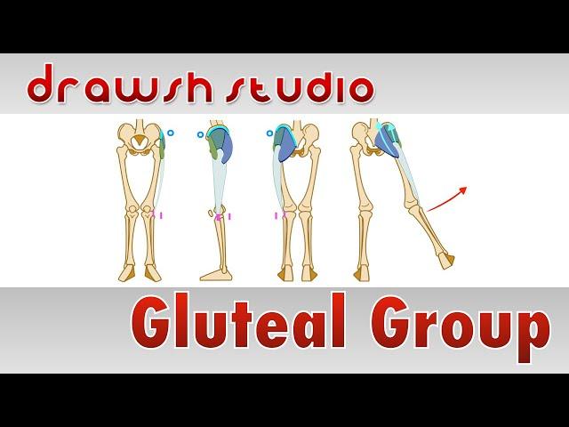 The Gluteal Muscles