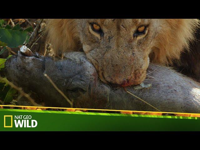 Aslan Krallığı: Devlerin Avcısı | Nat Geo Wild | Türkçe Dublaj Belgesel FullHD