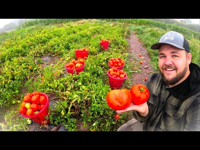 TOMATO HARVEST WHAT HAS HAPPENED