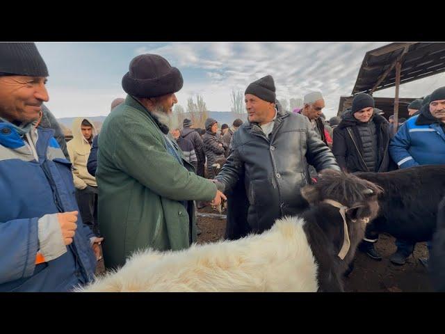 МОЛБОЗОРИ ЧУЗИ ШАХРИНАВ НАРХИ БУКА ГНОЖИН МОЛИ ШИРТЕ ВА ГУСФАНД БУЗ 13 December 2024