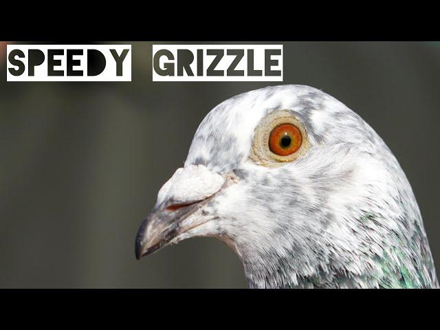 Vlog #80 SPEEDY GRIZZLE The Leader