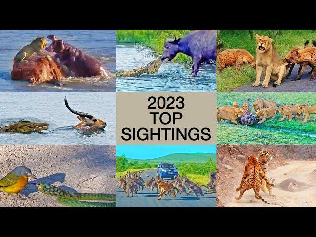 The Best Animal Sightings of 2023