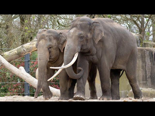 Elephant bull introduced to herd at ARTIS Zoo