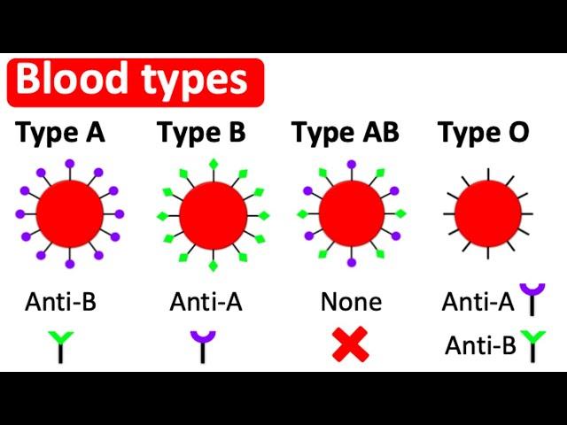 Blood types | Type A, B, AB & O | What's the difference?