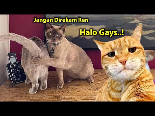 NGAKAK  Video Kucing Lucu Banget Bikin Ngakak Sakit Perut ~ Kucing Lucu Tiktok