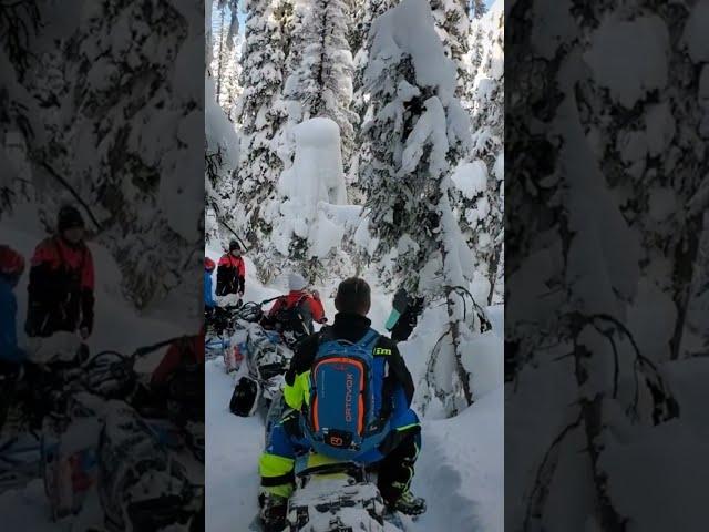 Being Surrounded by Snowy Pines with your Buddies just Hits Different. 