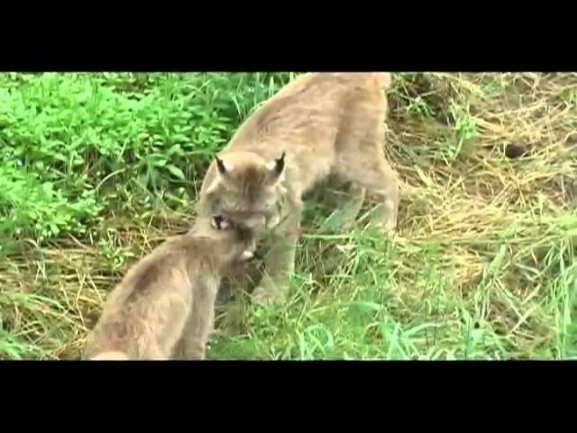 Lynx and Cougar up Close