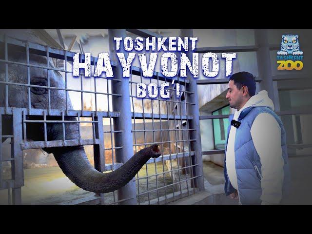 Begemotdan tortib oq shergacha — Toshkent hayvonot bog‘i | Manzil