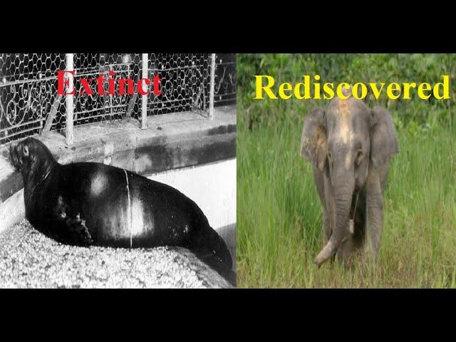 Extinct and Rediscovered Animals