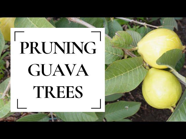 When and how to prune guava trees for maximum yields