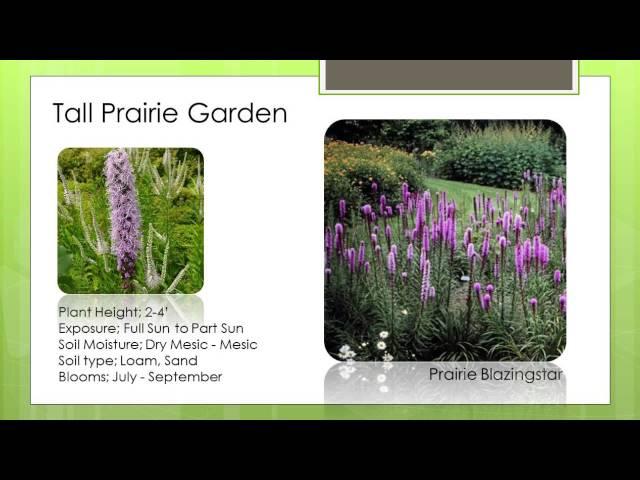 Plants for a Tall Prairie Garden