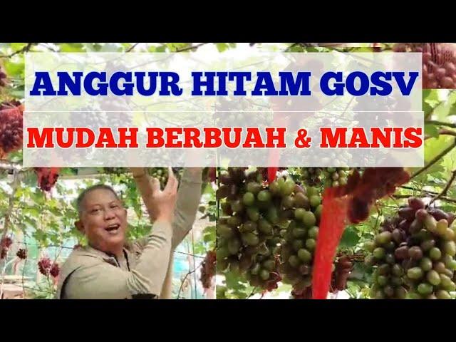 ANGGUR GOSV MUDAH BERBUAH & MANIS