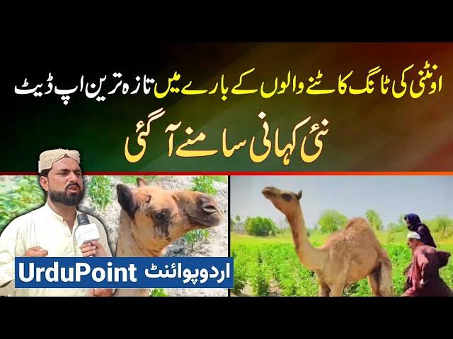 Camel Leg Cut Incident - Oontni Ki Tang Katne Walo Ke Bare Me Latest Update - New Story Samne Aa Gai