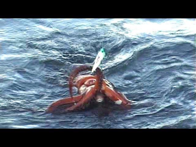 Watch the video how the Japanese fish big squid - Amazing Fast Traditional Big Squid Fishing Skill